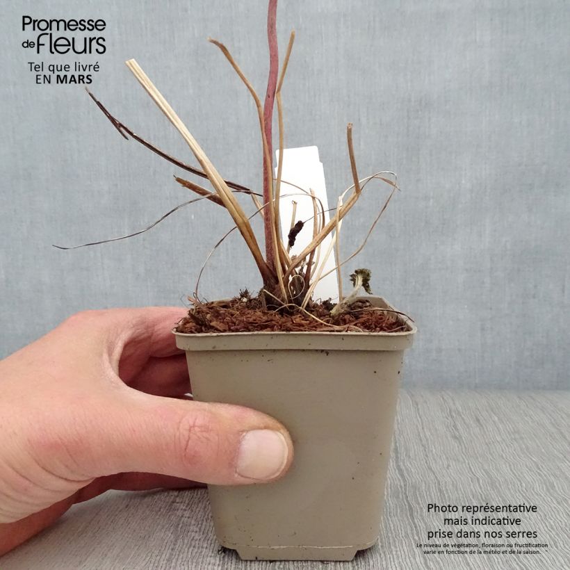 Amostra de Anémona-do-japão Albadura - Anemone tomentosa Vaso de 8/9 cm tal como entregue na primavera