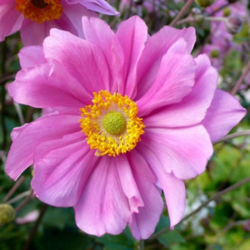 Anémona-do-japão Serenade - Anemone × hybrida (Floração)