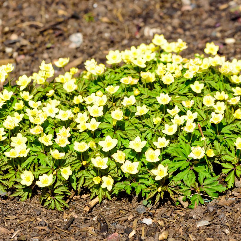 Anemone × lipsiensis - Anémona-amarela (Hábito)