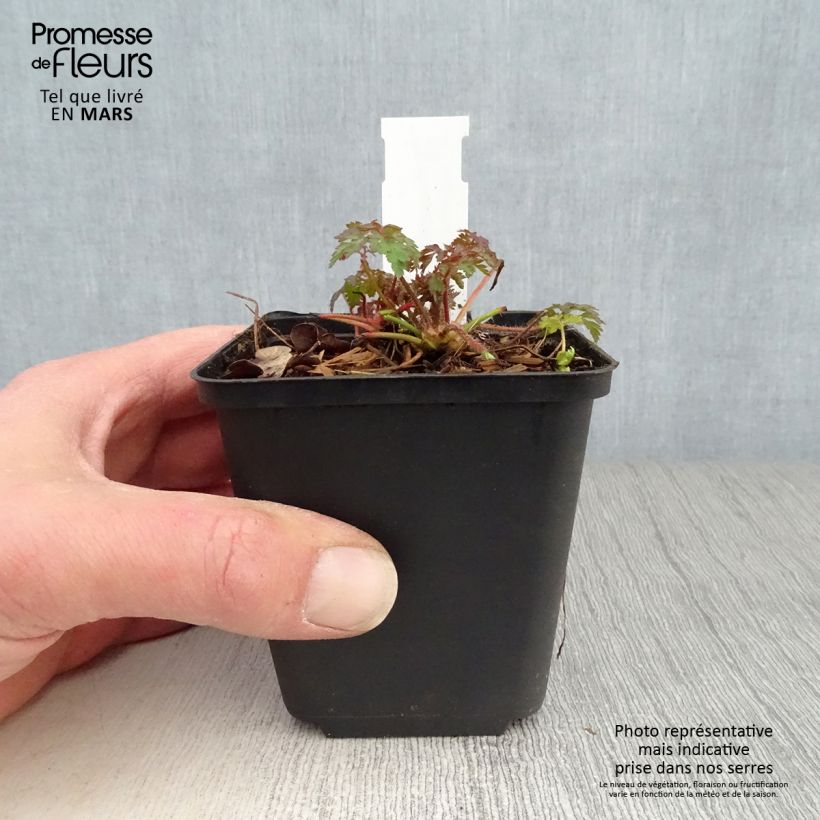 Amostra de Anemonella thalictroides Vaso de 8/9 cm tal como entregue na primavera