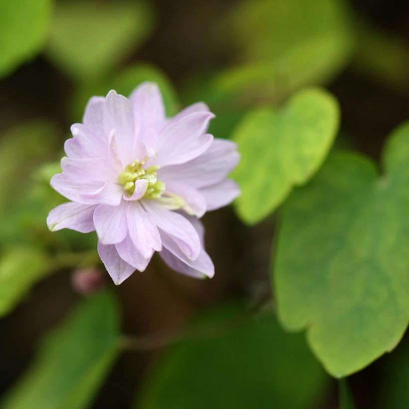 Anemonella thalictroides (Floração)