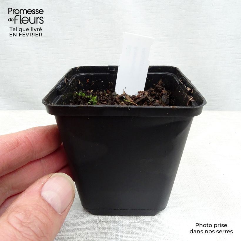 Amostra de Anemonopsis macrophylla - Fausse anémone Vaso de 8/9 cm tal como entregue no inverno