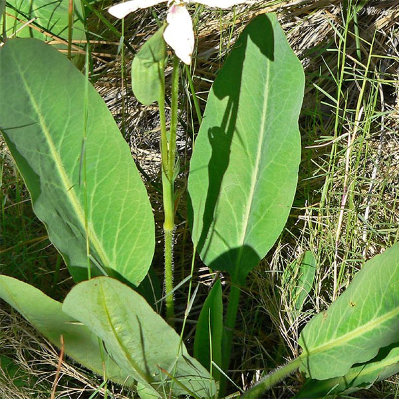 Anemopsis californica (Folhagem)