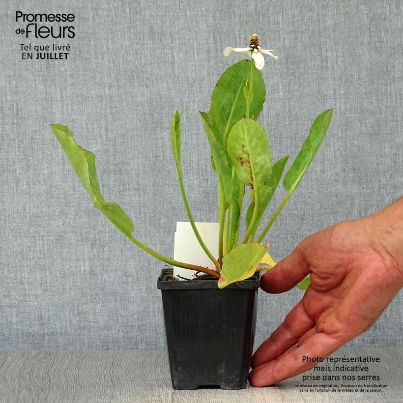 Amostra de Anemopsis californica Vaso de 8/9 cm tal como entregue no verão