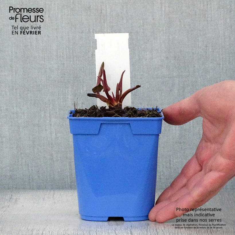 Amostra de Anemopsis californica - Anémopsis de Californie Vaso de 8/9 cm tal como entregue no inverno