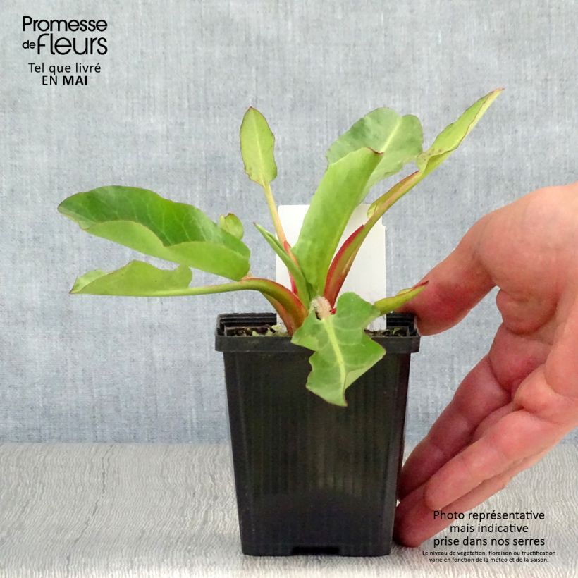 Amostra de Anemopsis californica Vaso de 8/9 cm tal como entregue na primavera