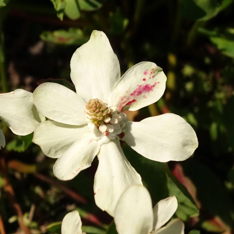 Anemopsis californica (Floração)