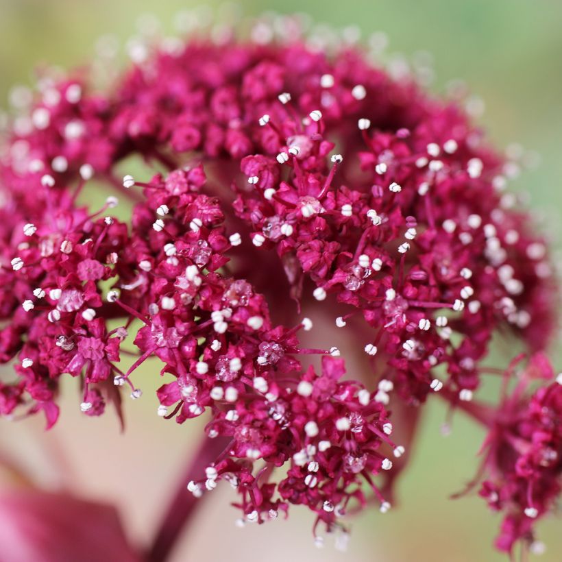 Angelica gigas (Floração)