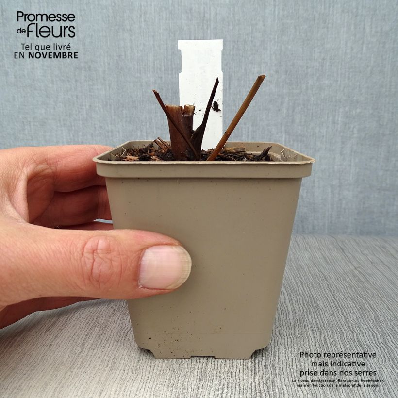 Amostra de Angelica gigas - Angélica-coreana Vaso de 8/9 cm tal como entregue no outono
