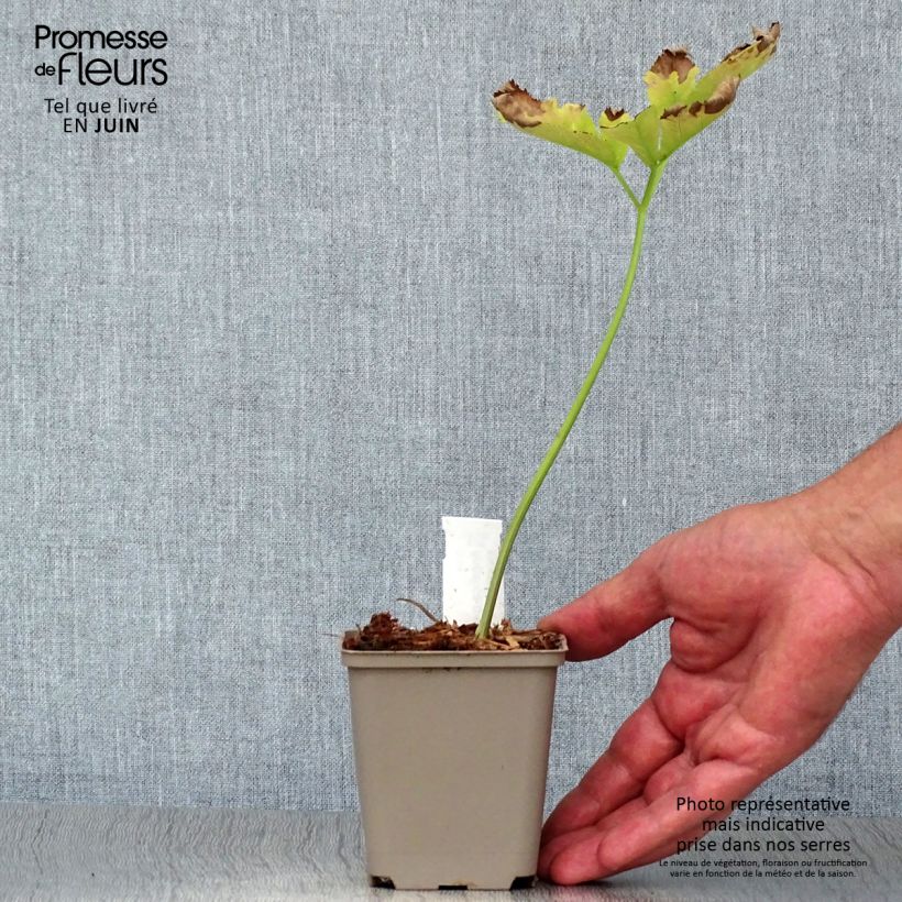 Amostra de Angelica gigas Vaso de 8/9 cm tal como entregue no verão