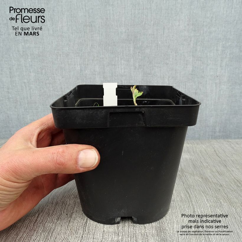 Amostra de Angelica gigas Vaso de 2 L/3 L tal como entregue no inverno