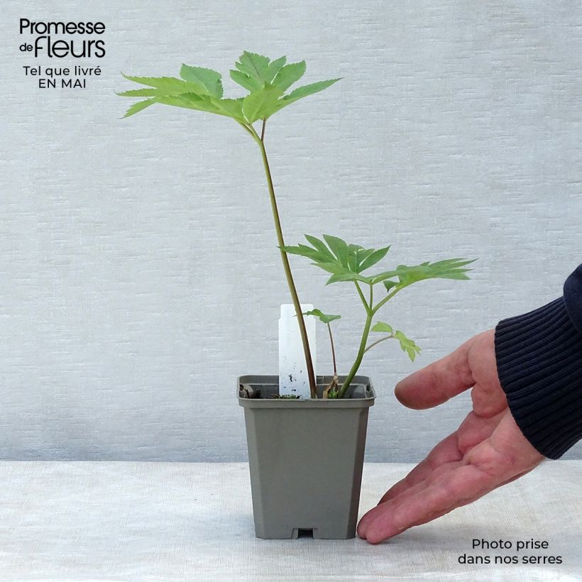 Amostra de Angelica gigas Vaso de 8/9 cm tal como entregue na primavera