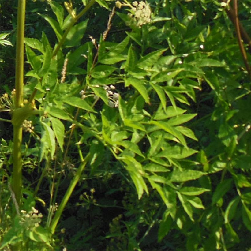 Angelica heterocarpa (Folhagem)