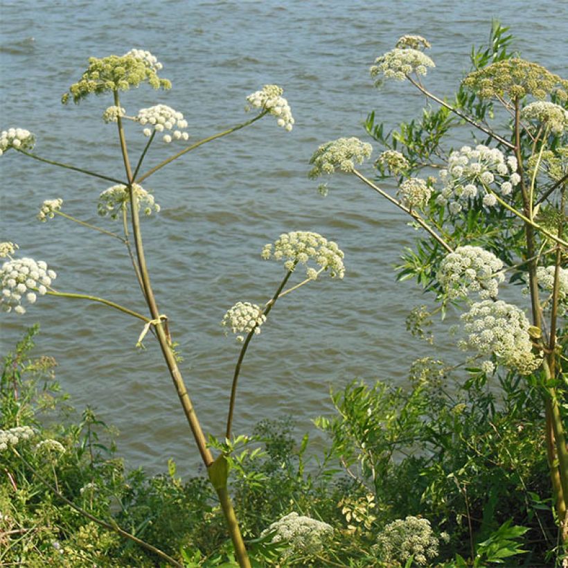 Angelica heterocarpa (Floração)