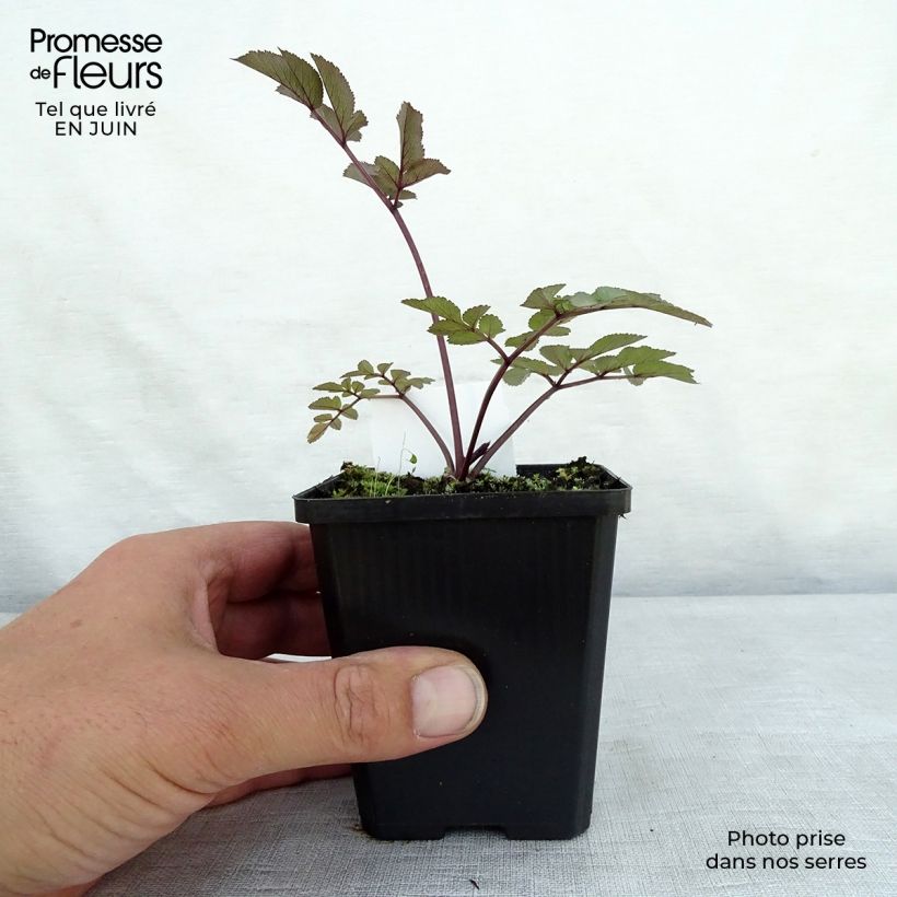 Amostra de Angélica-silvestre Vicar's Mead - Angelica sylvestris Vaso de 8/9 cm tal como entregue no verão
