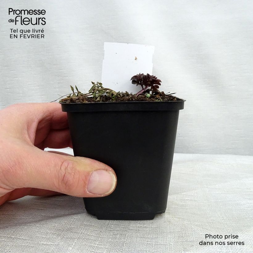 Amostra de Angélica-silvestre Vicar's Mead - Angelica sylvestris Vaso de 8/9 cm tal como entregue no inverno