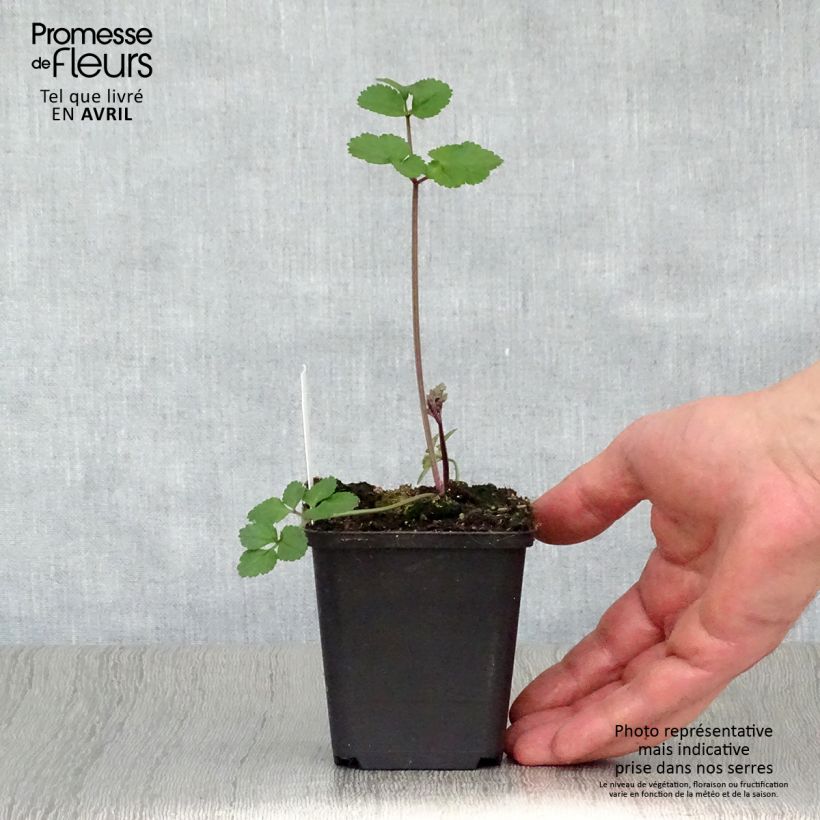 Amostra de Angélica-silvestre Vicar's Mead - Angelica sylvestris Vaso de 8/9 cm tal como entregue na primavera