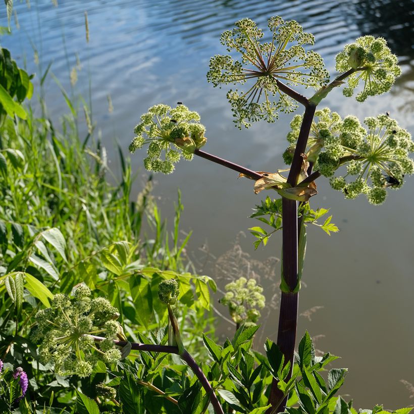Angélica atropurpurea (Hábito)