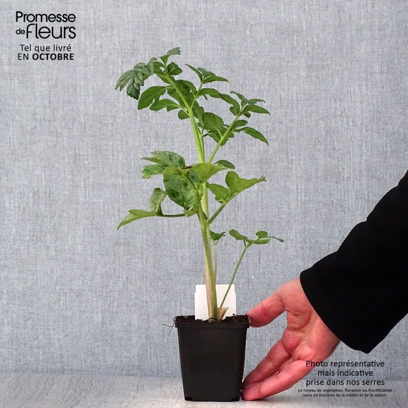 Amostra de Angélica pachycarpa Vaso de 8/9 cm tal como entregue no outono
