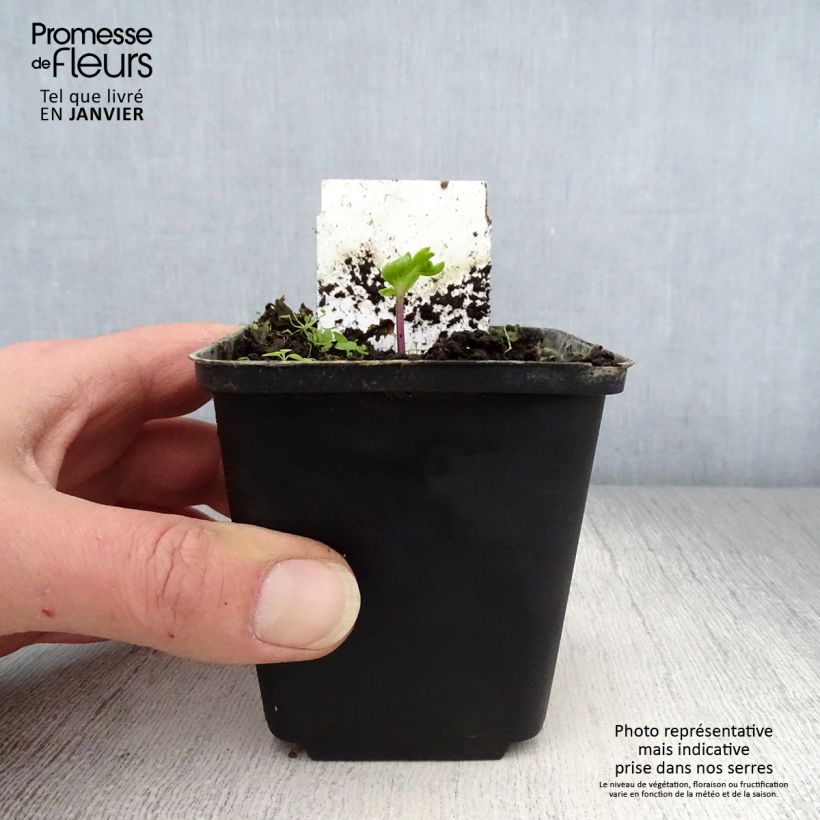 Amostra de Angelique, Angelica pachycarpa Vaso de 8/9 cm tal como entregue no inverno