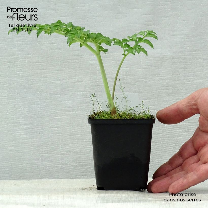 Amostra de Angélica pachycarpa Vaso de 8/9 cm tal como entregue no verão