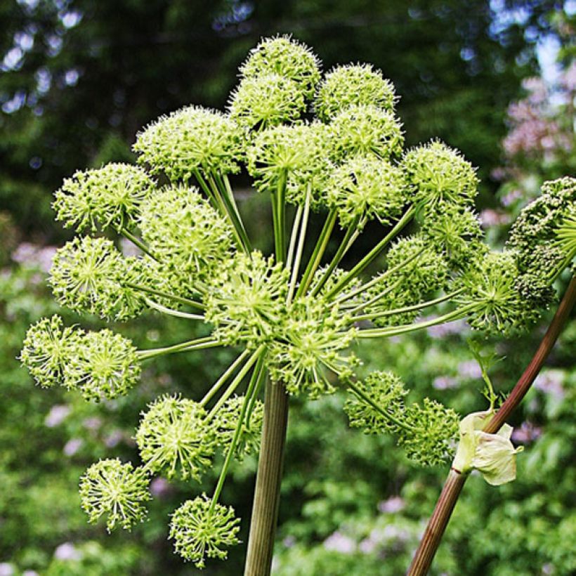 Angelica archangelica (Floração)