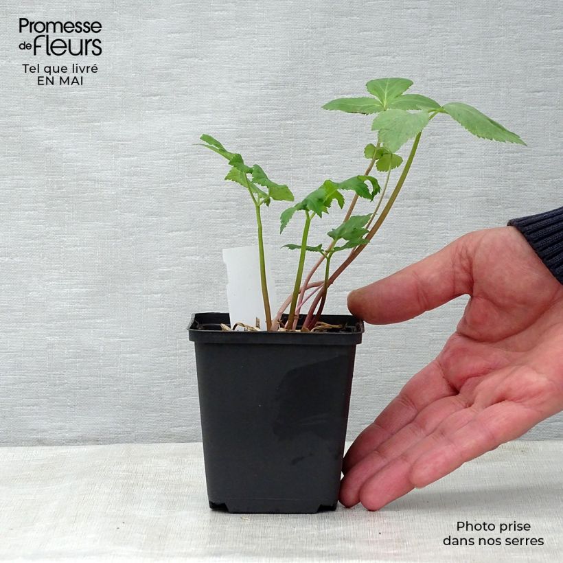 Amostra de Angelica archangelica Vaso de 7/8 cm tal como entregue na primavera