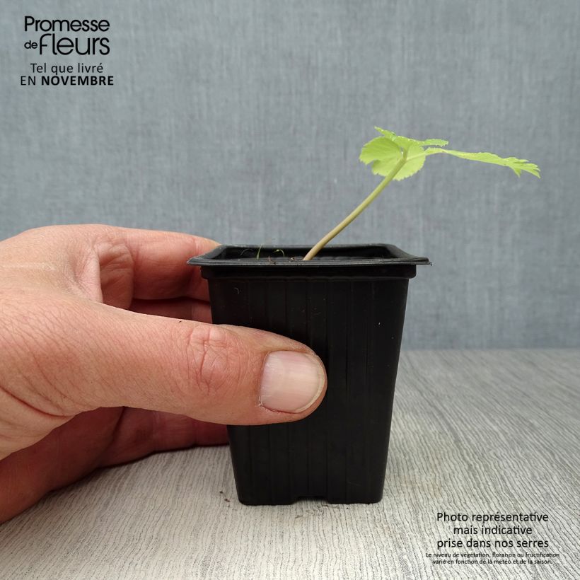 Amostra de Angelica archangelica Vaso de 7/8 cm tal como entregue no outono