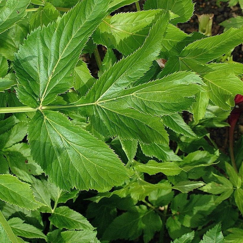Angelica archangelica (Folhagem)