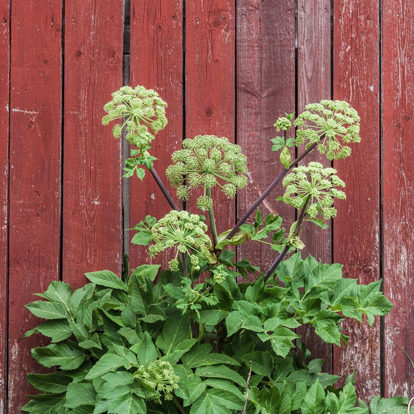 Angelica archangelica (Hábito)