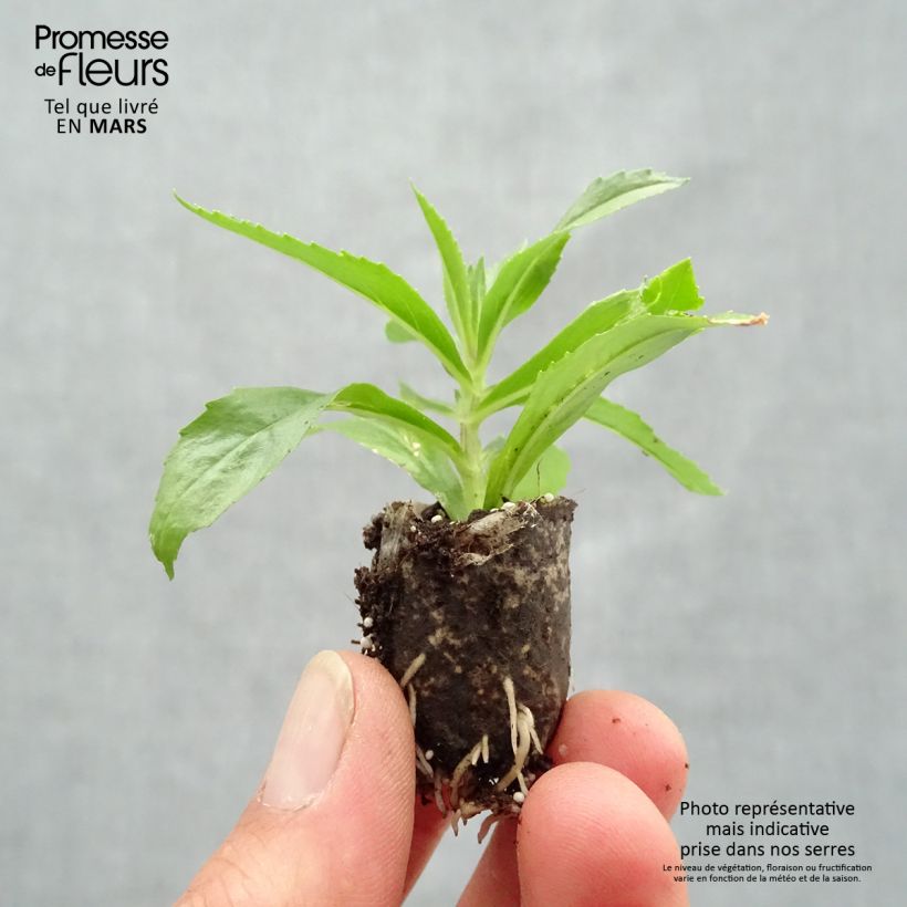 Amostra de Angélonia Angelface Blue Mini-mottes Mini-motte Ø 1,5/2,5 cm tal como entregue na primavera