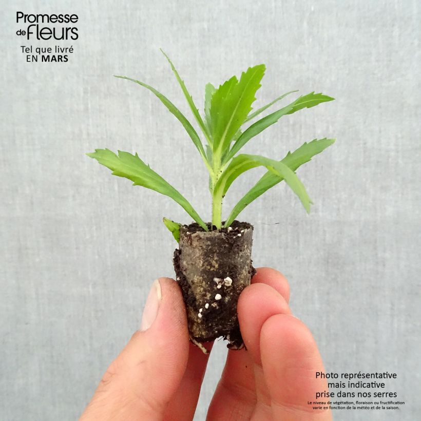 Amostra de Angélonia Angelface Wedgewood Blue Mini-motte Ø 1,5/2,5 cm tal como entregue na primavera