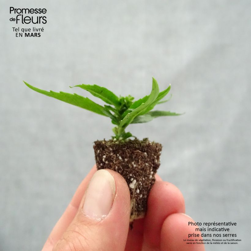 Amostra de Angélonia Archangel Cherry Red Mini-motte Ø 1,5/2,5 cm tal como entregue na primavera