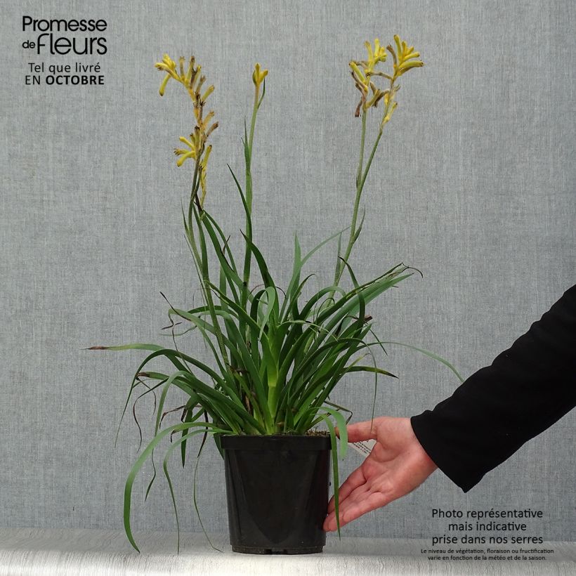 Amostra de Anigozanthos flavidus Bush Bonanza Vaso de 2 L/3 L tal como entregue no outono