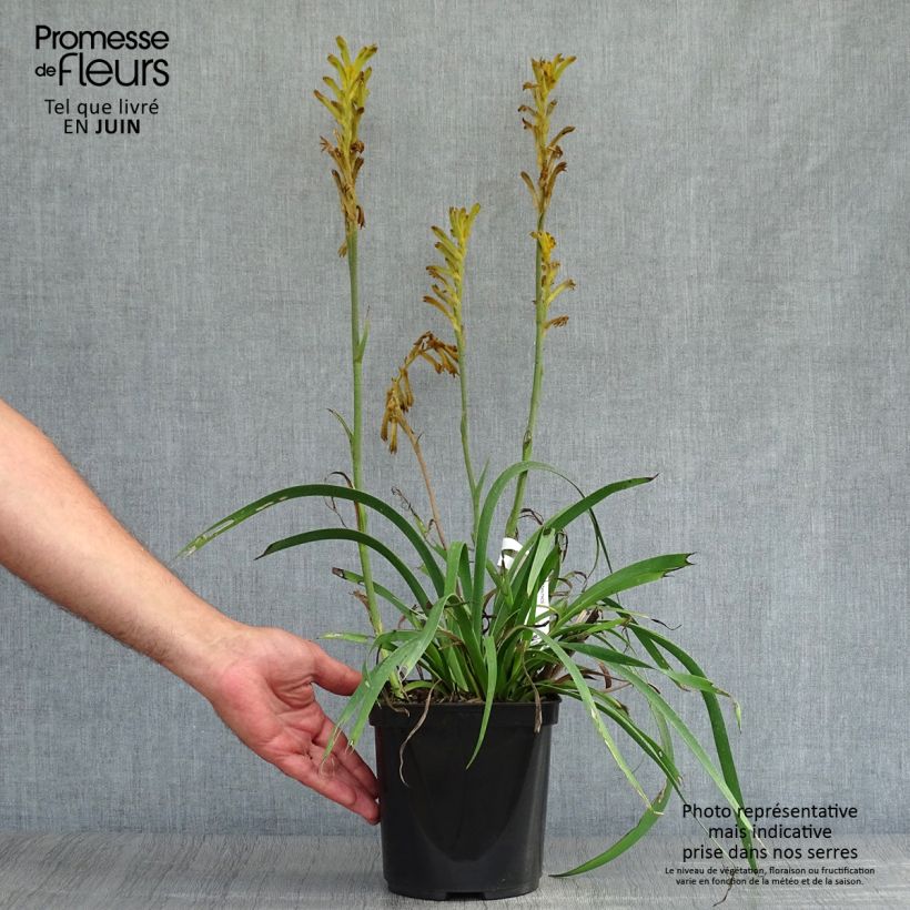 Amostra de Anigozanthos flavidus Bush Bonanza Vaso de 2 L/3 L tal como entregue no verão