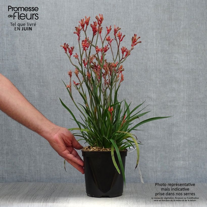 Amostra de Anigozanthos flavidus Bush Inferno Vaso de 3 L/4 L tal como entregue no verão