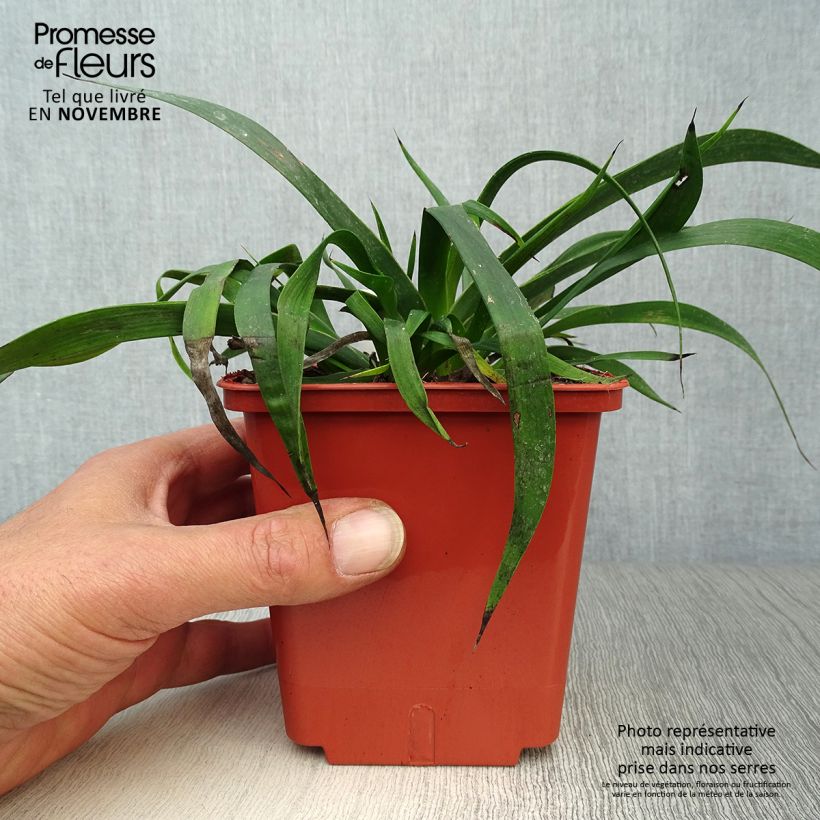 Amostra de Anigozanthos Bush Inferno Vaso de 1 L/1,5 L tal como entregue no outono