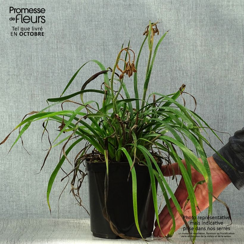 Amostra de Anigozanthos flavidus Bush Inferno Vaso de 3 L/4 L tal como entregue no outono