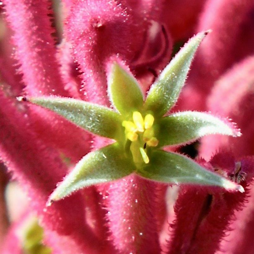 Anigozanthos flavidus Bush Pearl (Floração)