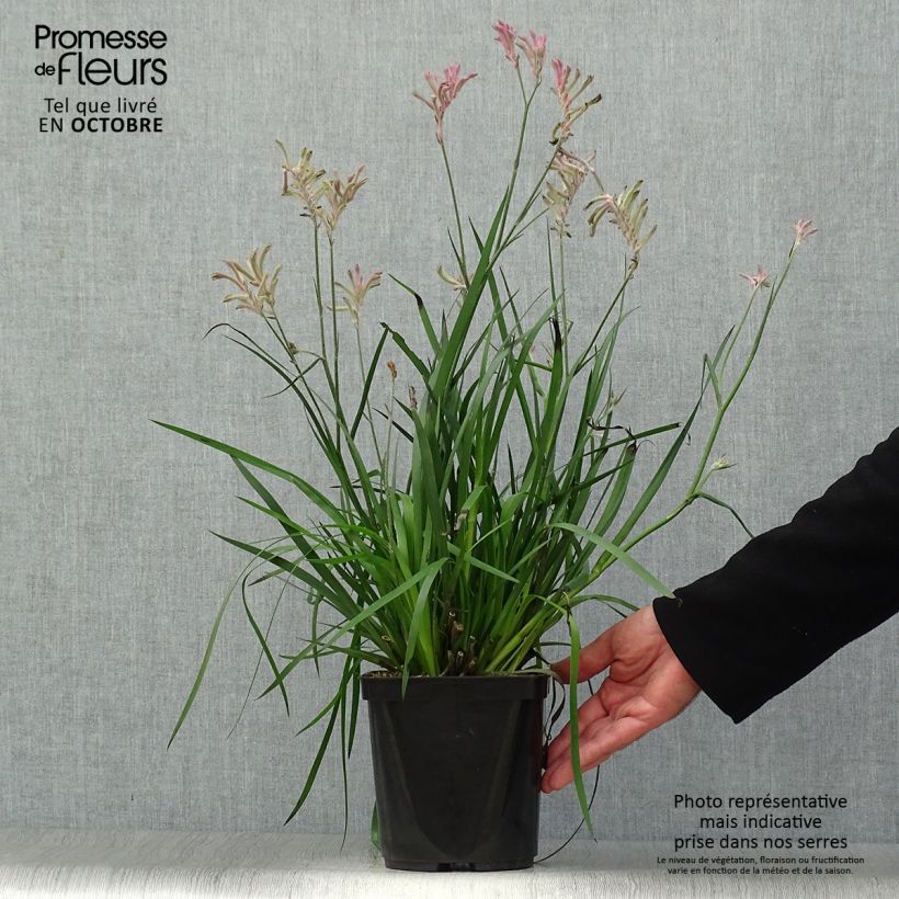 Amostra de Anigozanthos flavidus Bush Pearl Vaso de 2 L/3 L tal como entregue no outono