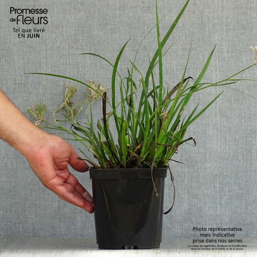 Amostra de Anigozanthos flavidus Bush Pearl Vaso de 2 L/3 L tal como entregue no verão