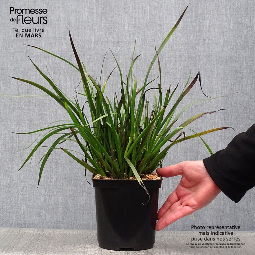 Amostra de Anigozanthos flavidus Bush Pearl Vaso de 2 L/3 L tal como entregue na primavera