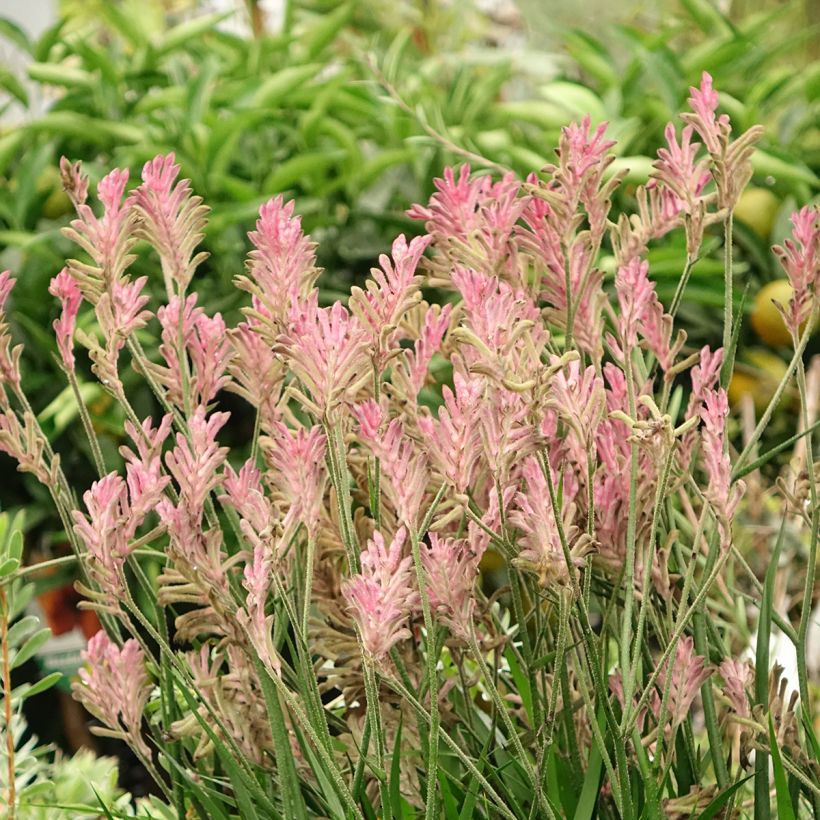 Anigozanthos flavidus Bush Pearl (Hábito)