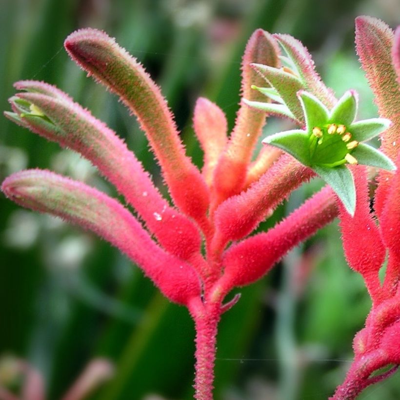 Anigozanthos flavidus (Floração)