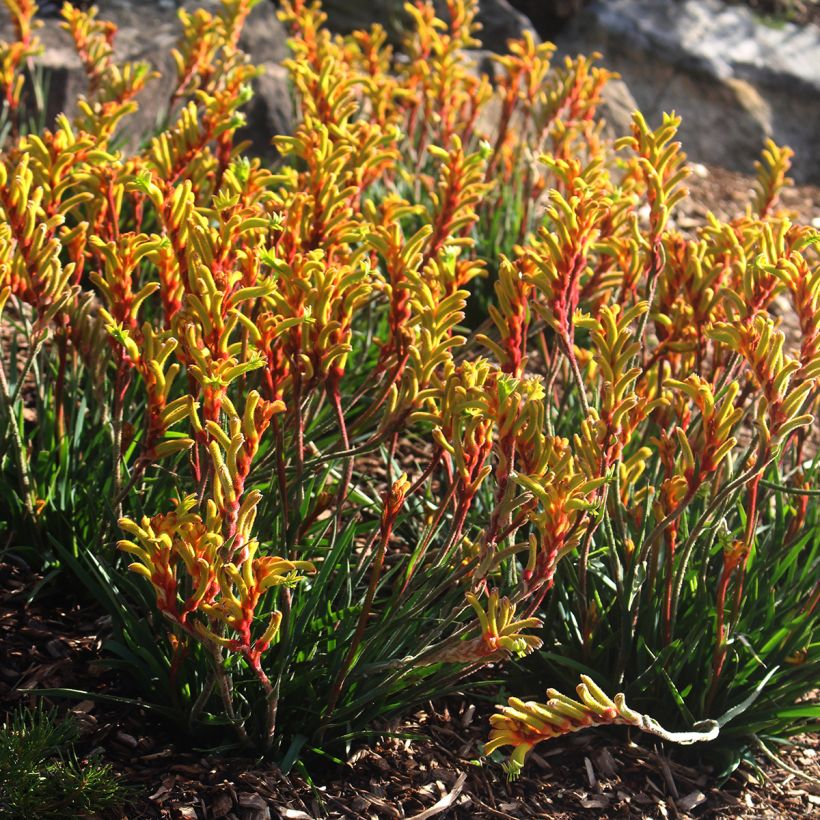 Anigozanthos flavidus (Hábito)