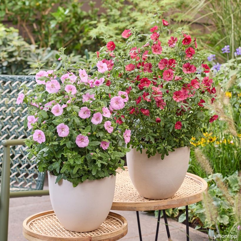 Anisodontea Cotton Candy Pink - Malva-do-cabo (Hábito)