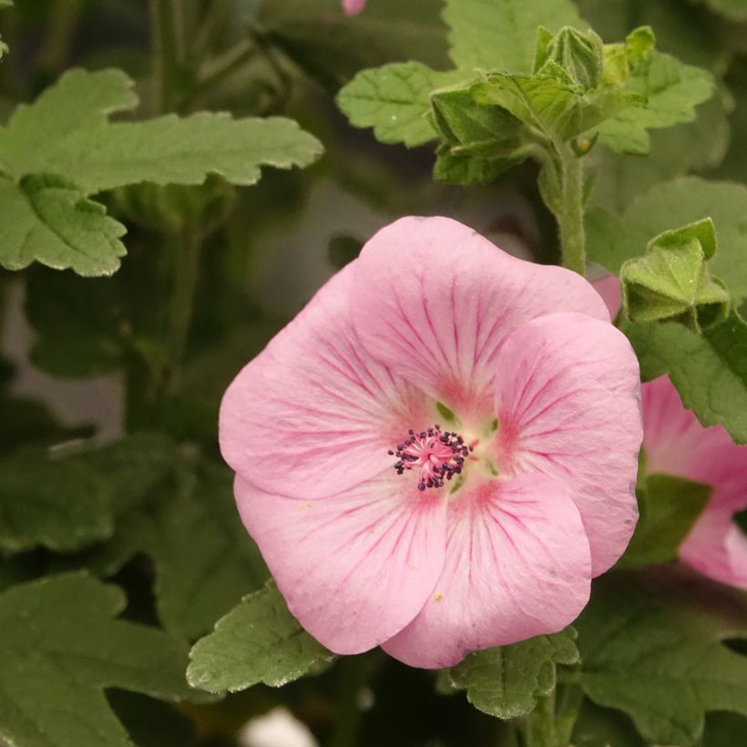 Anisodontea Cotton Candy Pink - Malva-do-cabo (Floração)