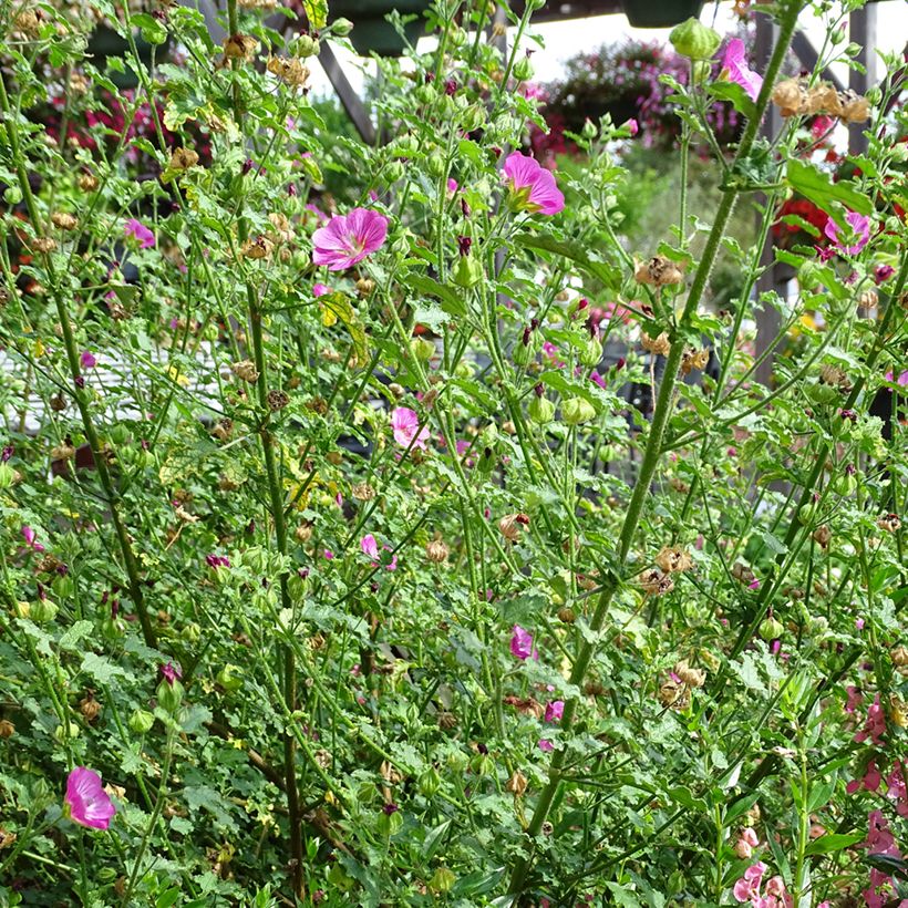 Anisodontea Lady in Pink (Hábito)