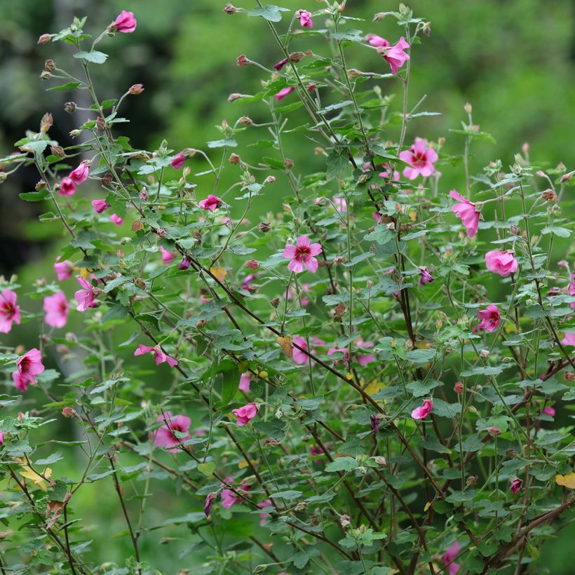 Anisodontea capensis El Rayo (Hábito)