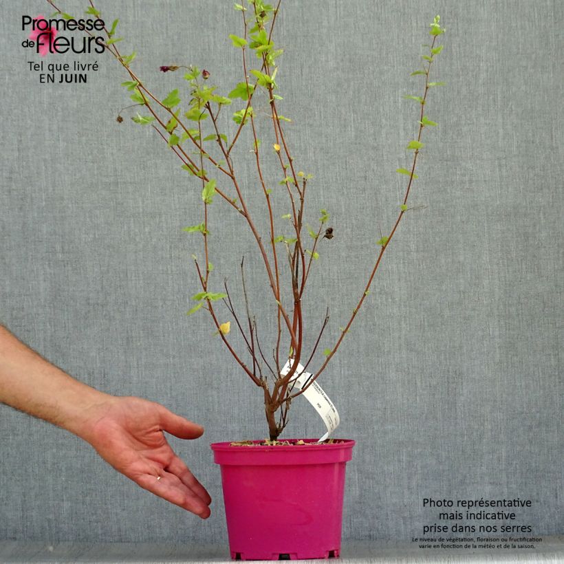 Amostra de Anisodontea capensis El Rayo Vaso de 3 L/4 L tal como entregue no verão